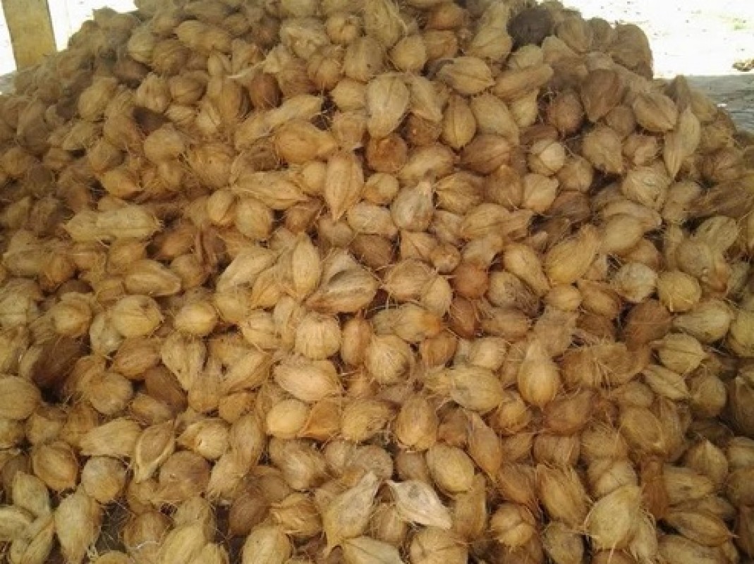 SEMI HUSKED AND DEHUSKED COCONUTS from India