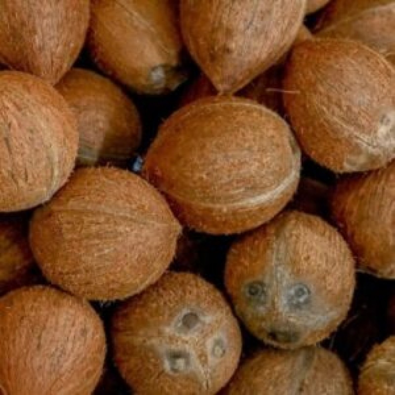 Coco DE descascado from Índia