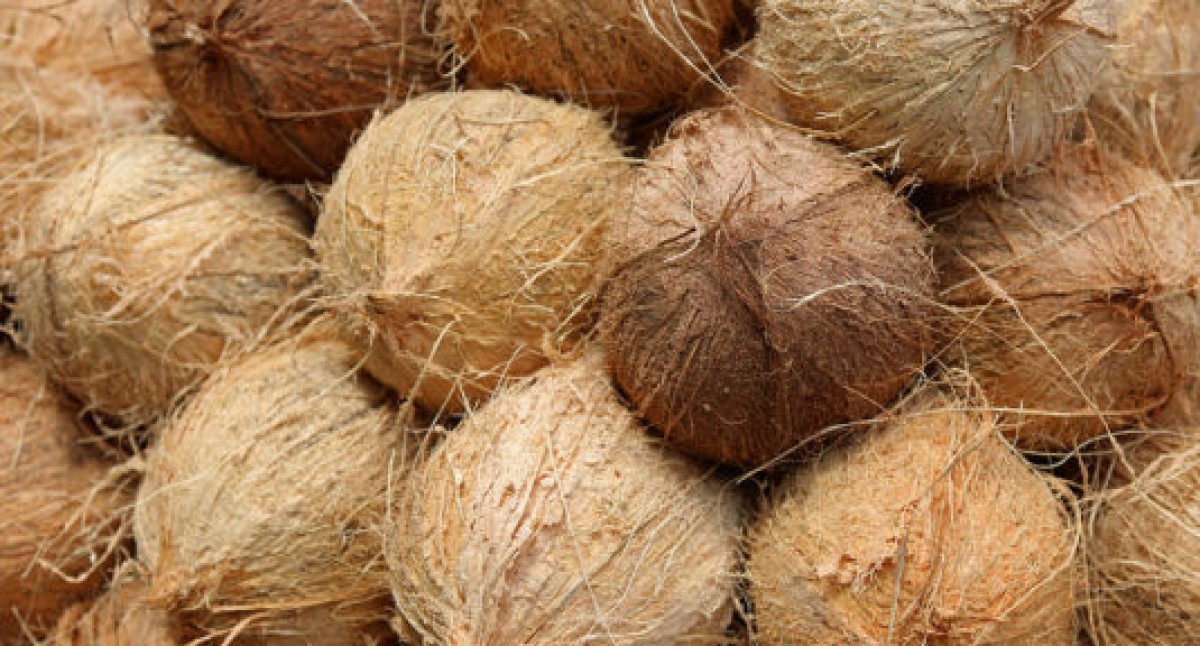 Semi Husked Cococnut from India