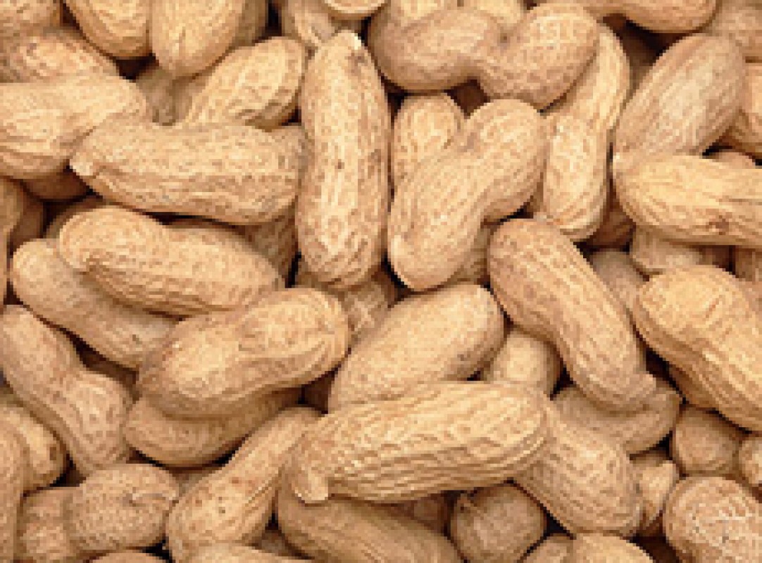 Peanut / Groundnut from India