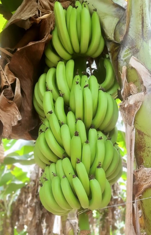 Banana from India