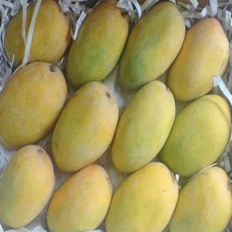 Kesar Mango from India