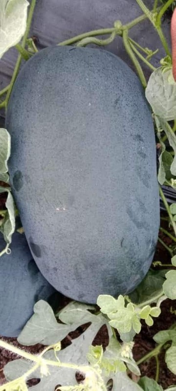 Watermelon Max Variety from India