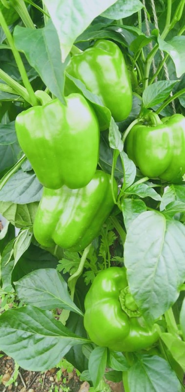 capsicum from India