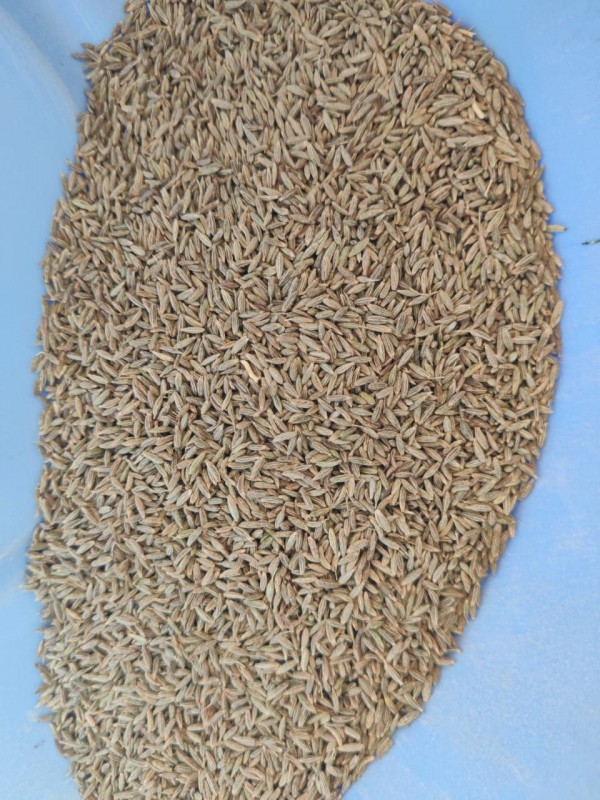 Cumin seeds from India