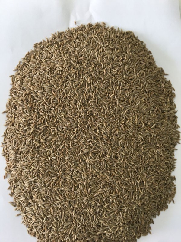 Cumin Seeds from India
