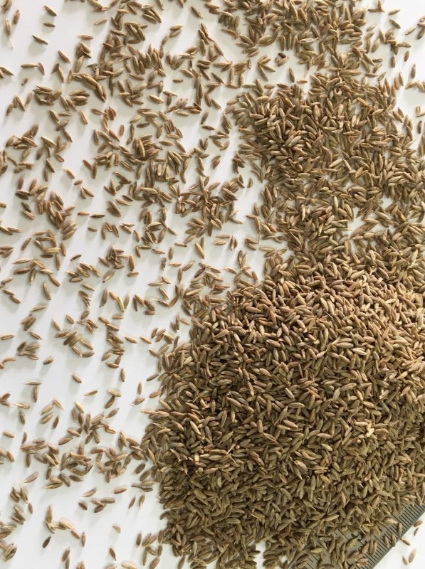cumin seed from India