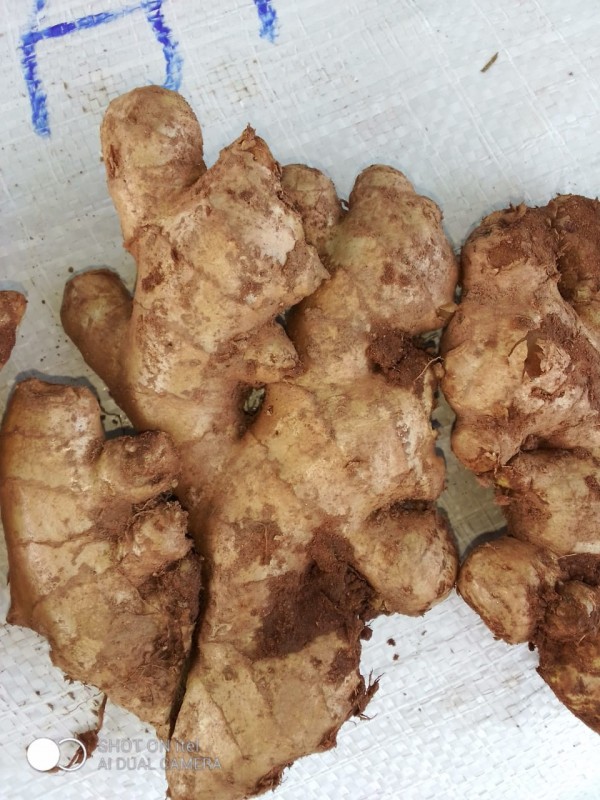 Ginger from India