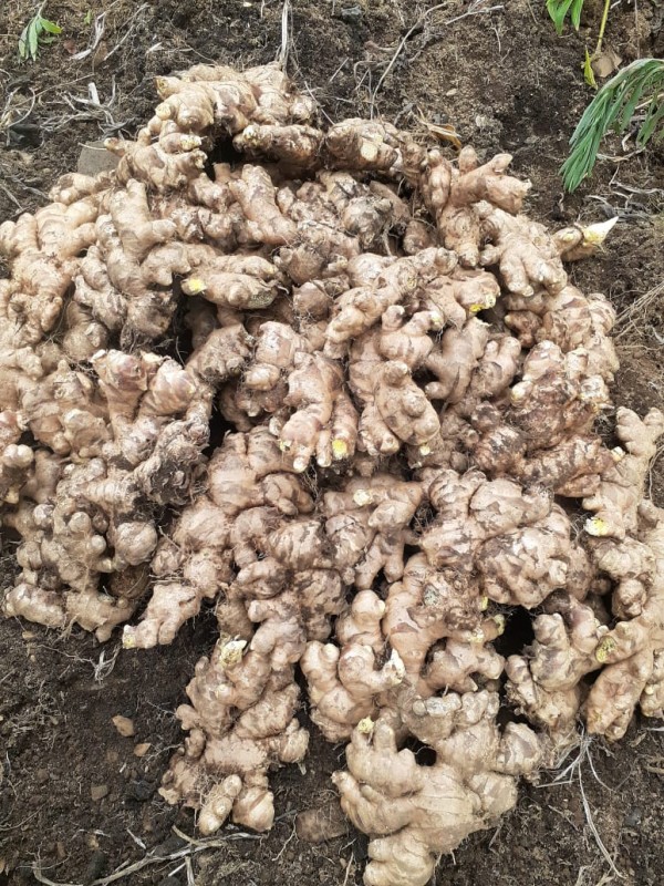 Raw Ginger from Mizoram from India