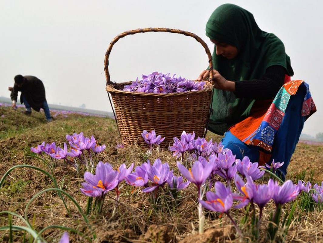 Saffron from India