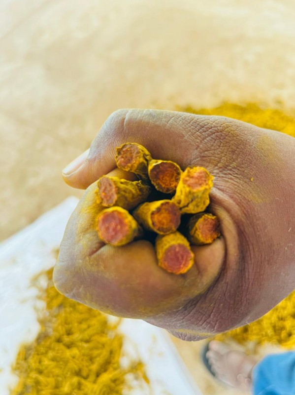 Turmeric Dry Finger from India