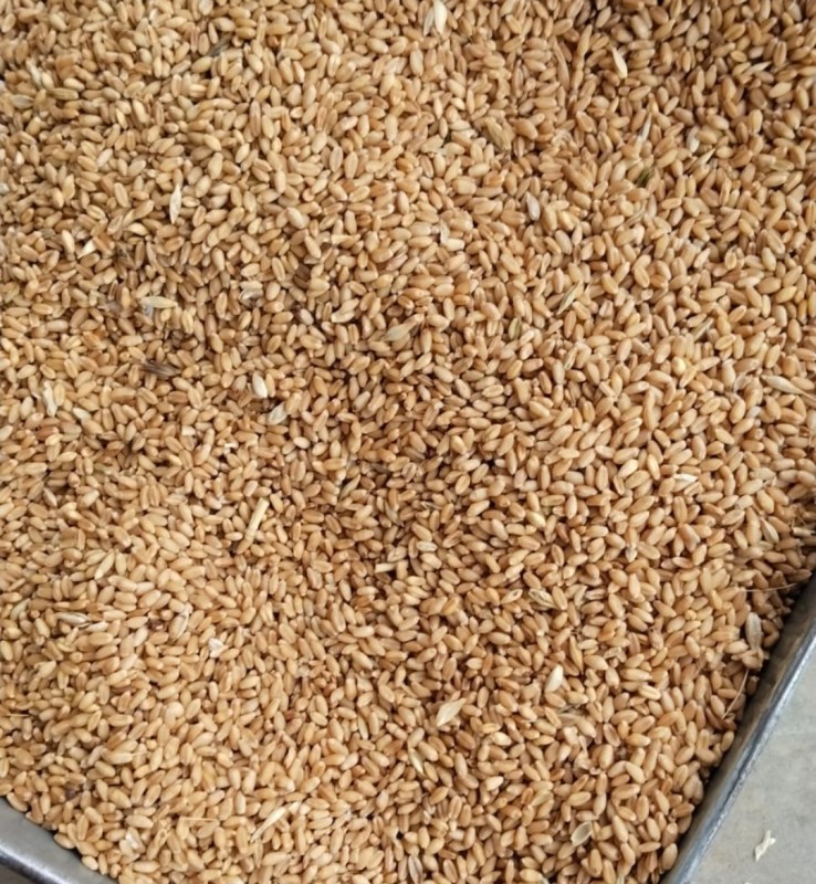 Wheat from India