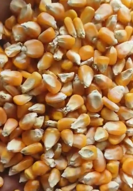 dry maize from India