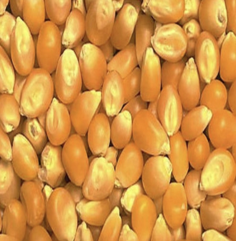 Maize from India