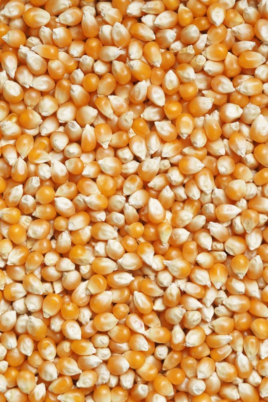 YELLOW MAIZE FOR CATTLE/POULTRY FEED from India