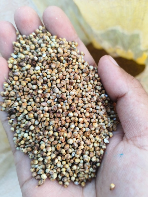 Premium Bajra (Pearl Millet) from India