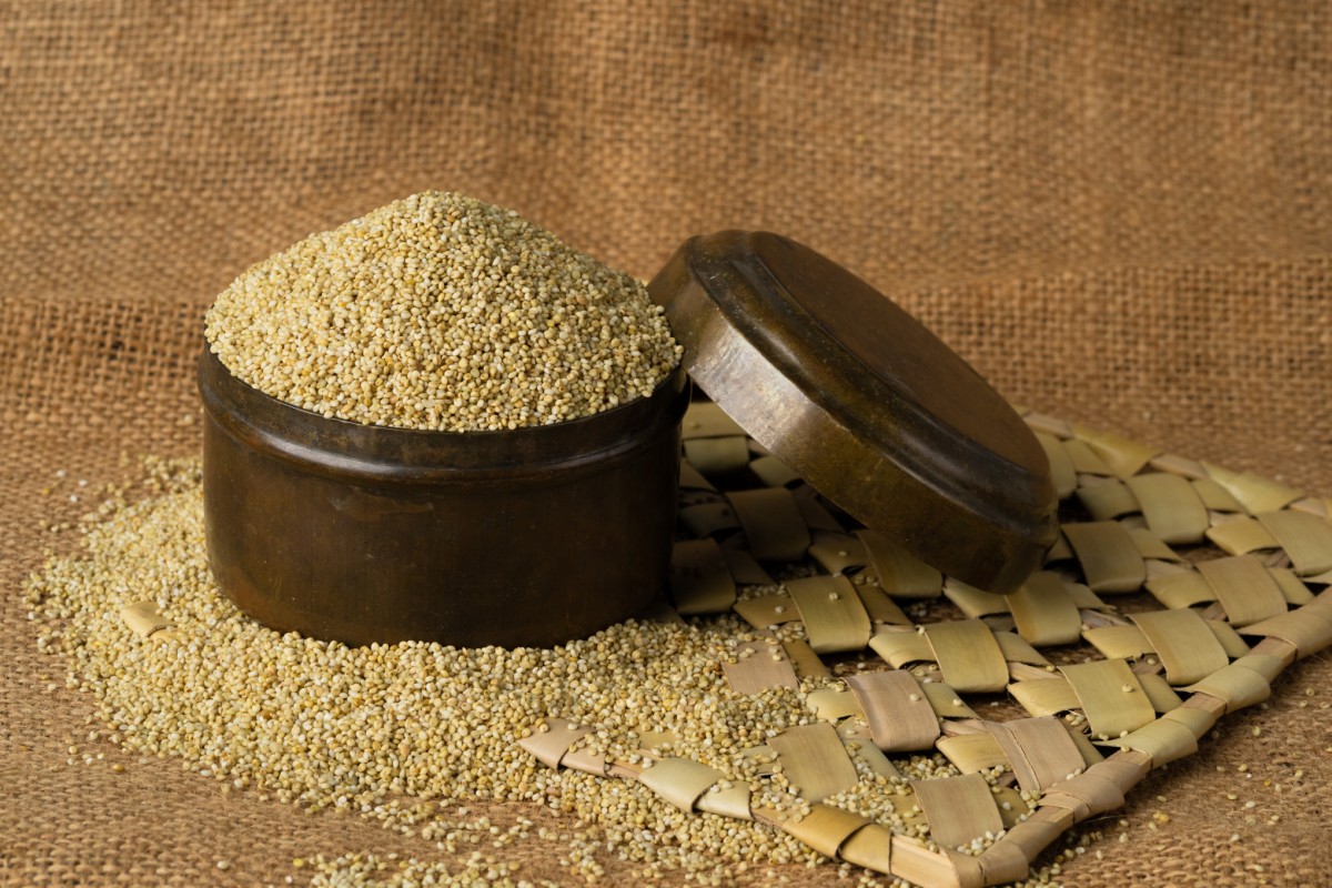 Browntop Millet from India
