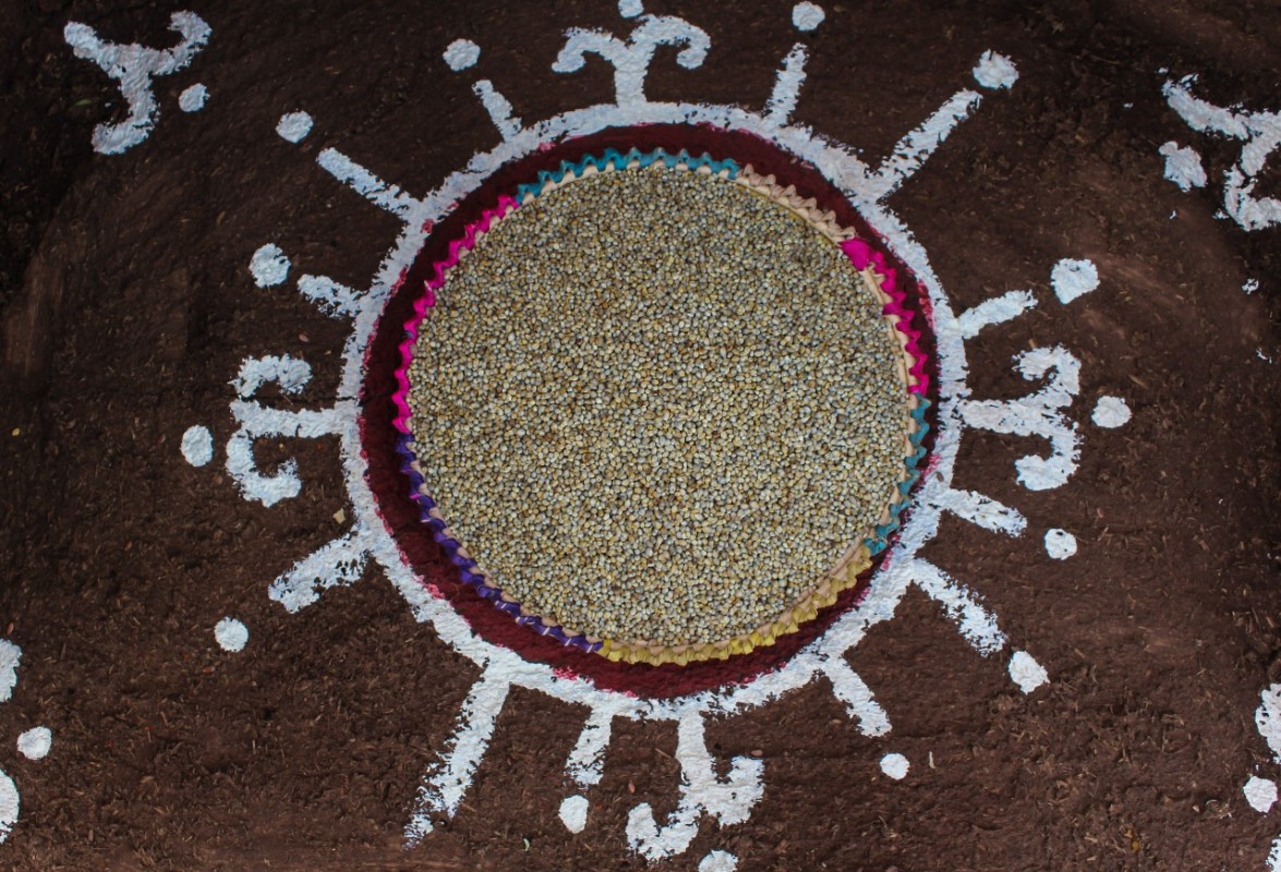 Green millet from India