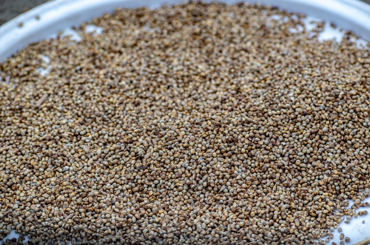bajra ( pearl millet ) from India