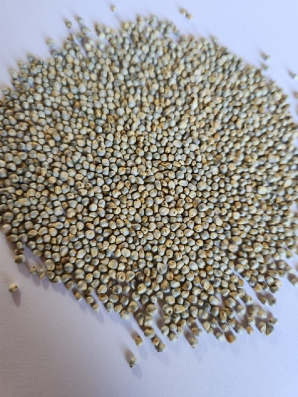 Pearl Millets (Bajra) from India