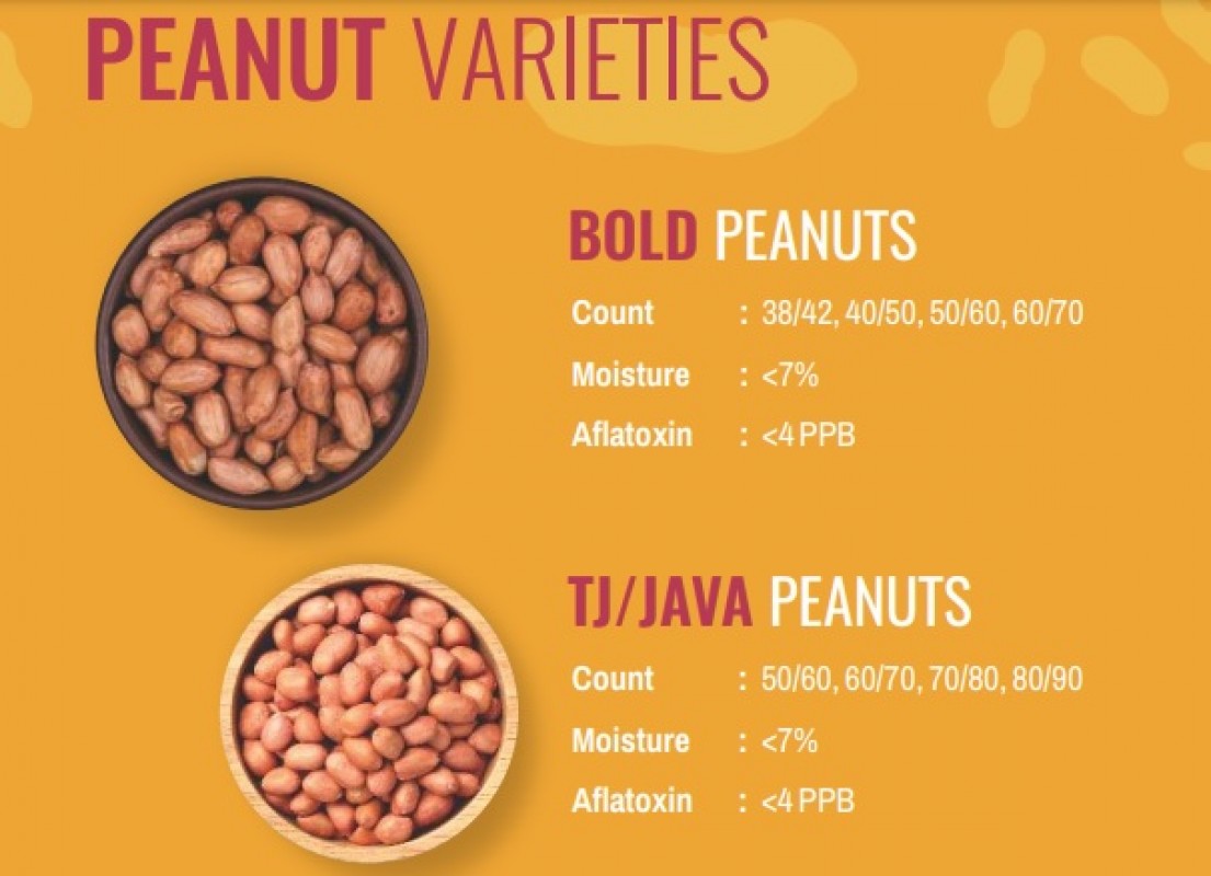 BOLD PEANUT from India