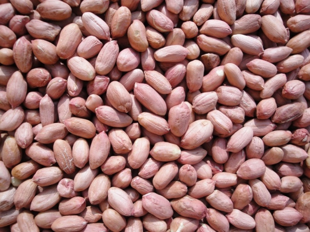 Peanut or Groundnut from India