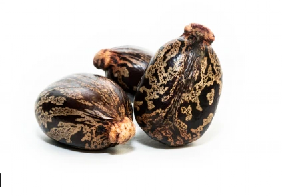 Castor  Seeds from India