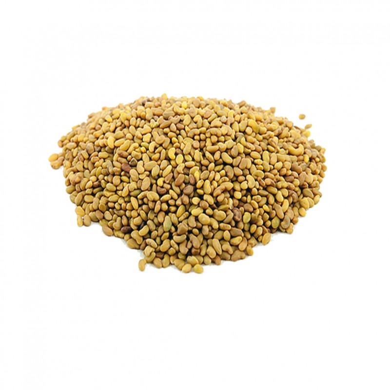 ALFALFA SEEDS FOR SOWING from India