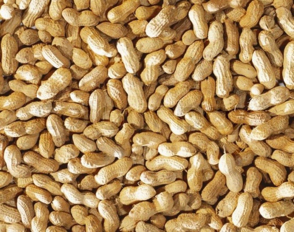 Groundnuts from India