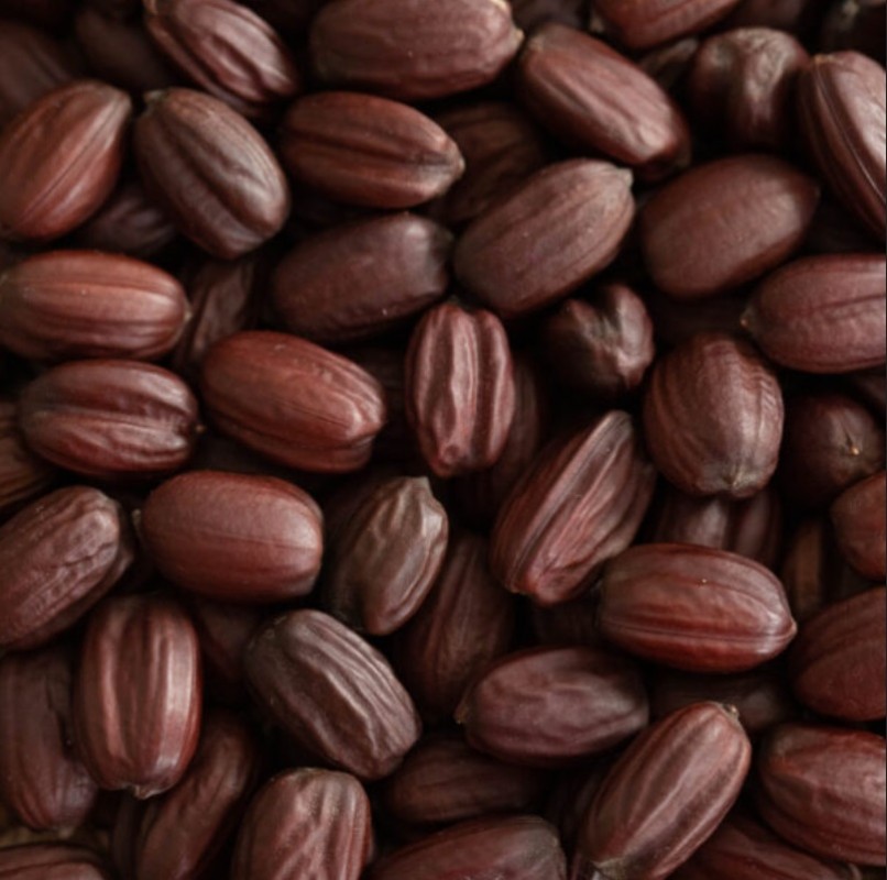 Jojoba Seeds from India