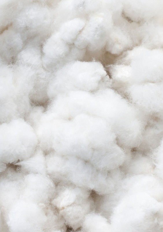 RAW COTTON from India