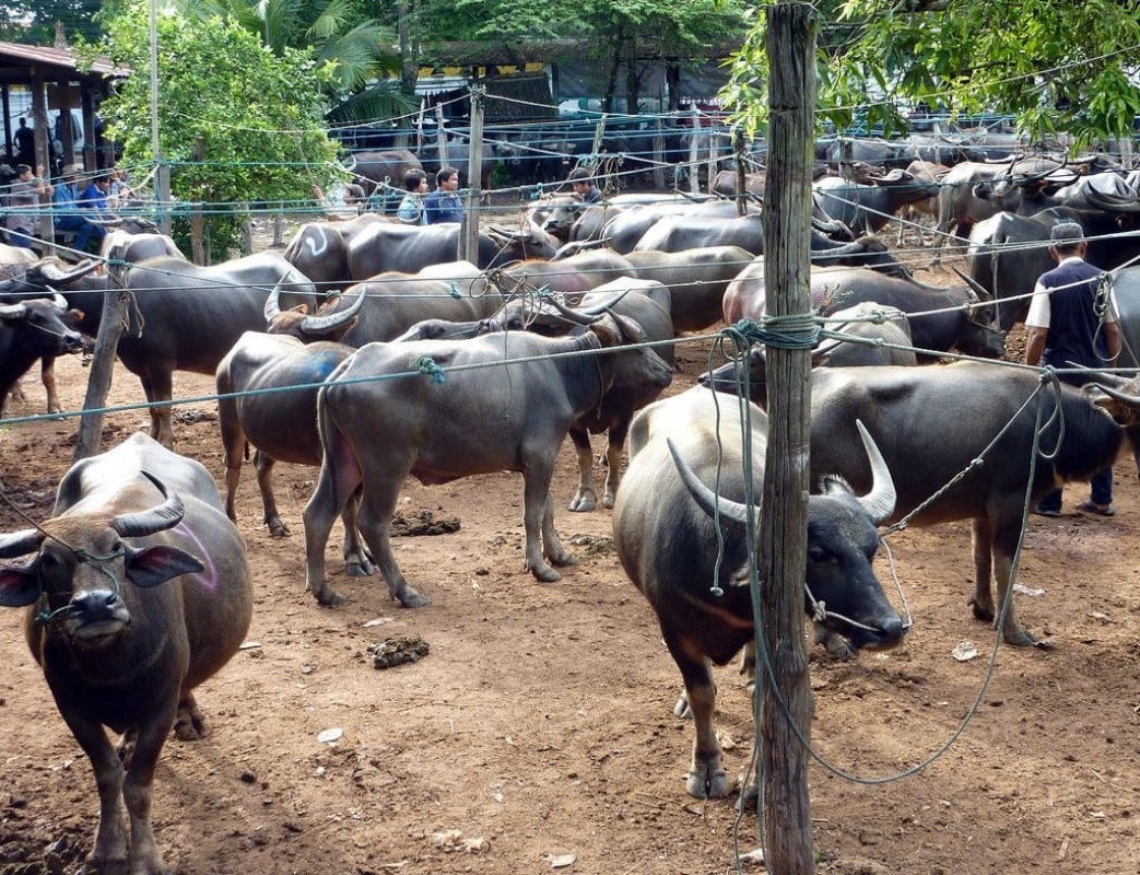 Buffalo meat from India