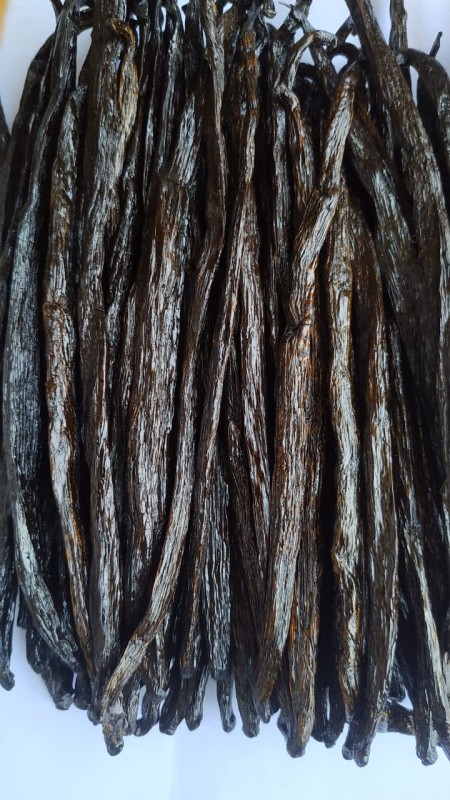 Vennila bean from India