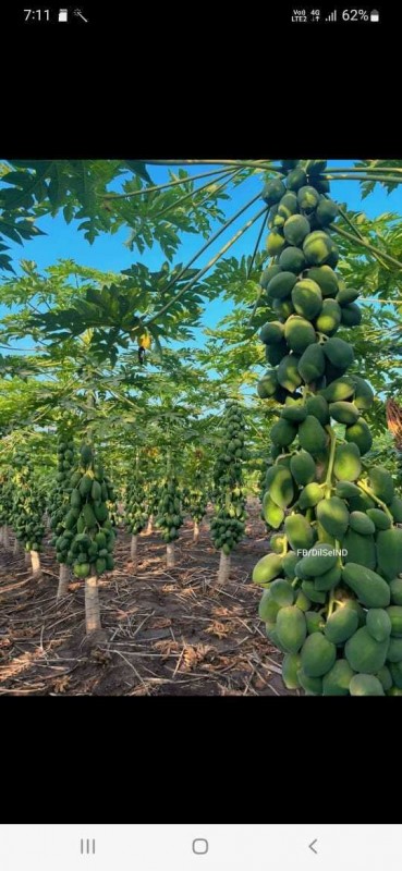 Papaya fresh fruit from India