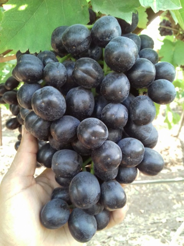 Indian Fresh grapes from India