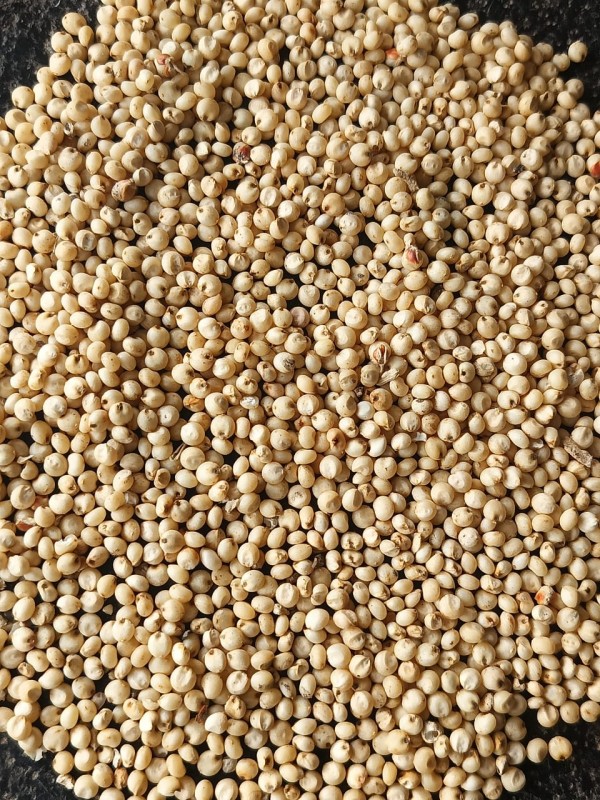 Jowar (Sorghum Millet) from India