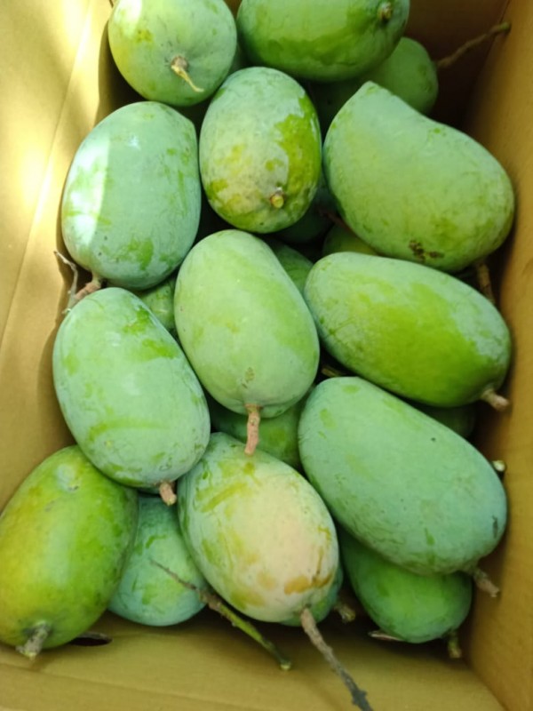 Kesar mengo from India