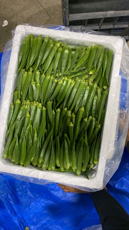 Hybrid Okra Seed from India