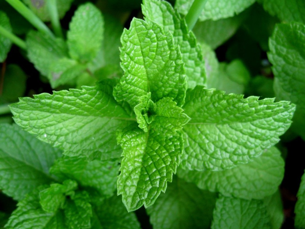 MINT LEAFS from India