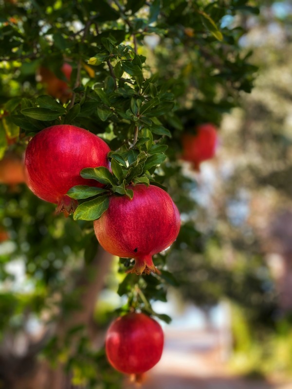 pomegranate from India
