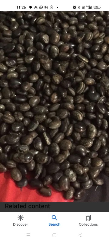 MUCUNA BRACTEATA SEEDS from India