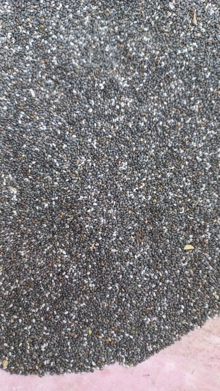 Chia Seeds from India