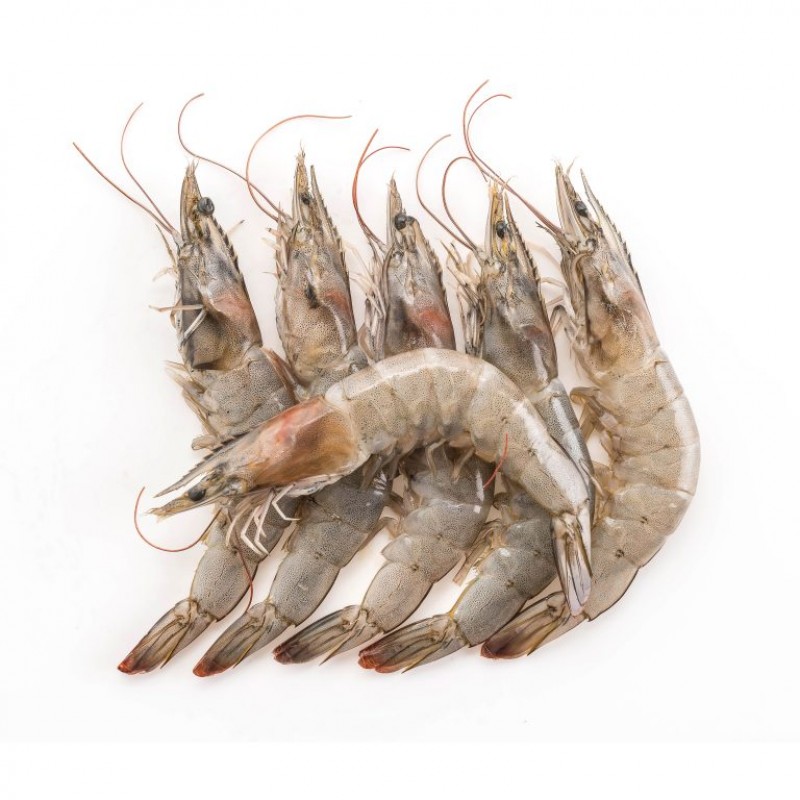 Shrimp from Iran