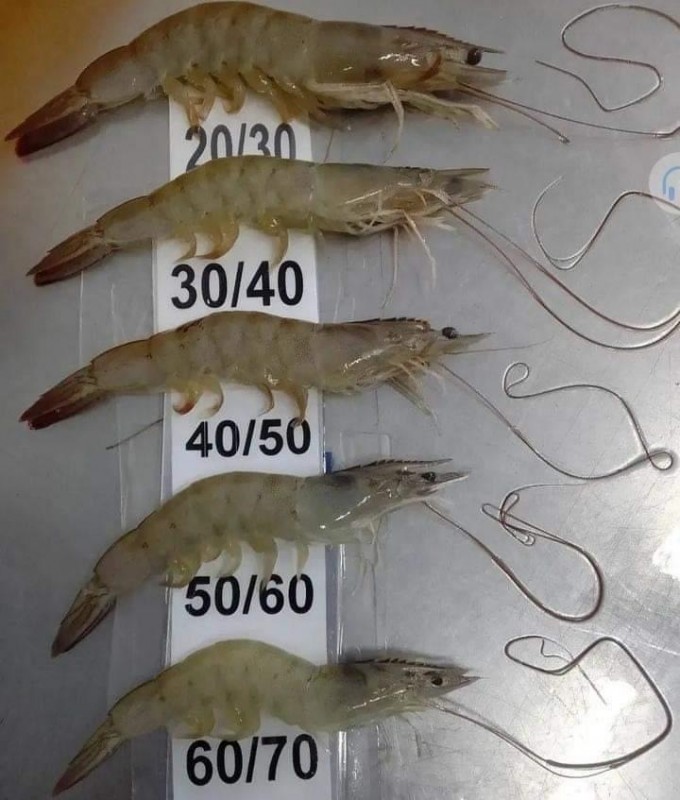 Frozen shrimp from Iran