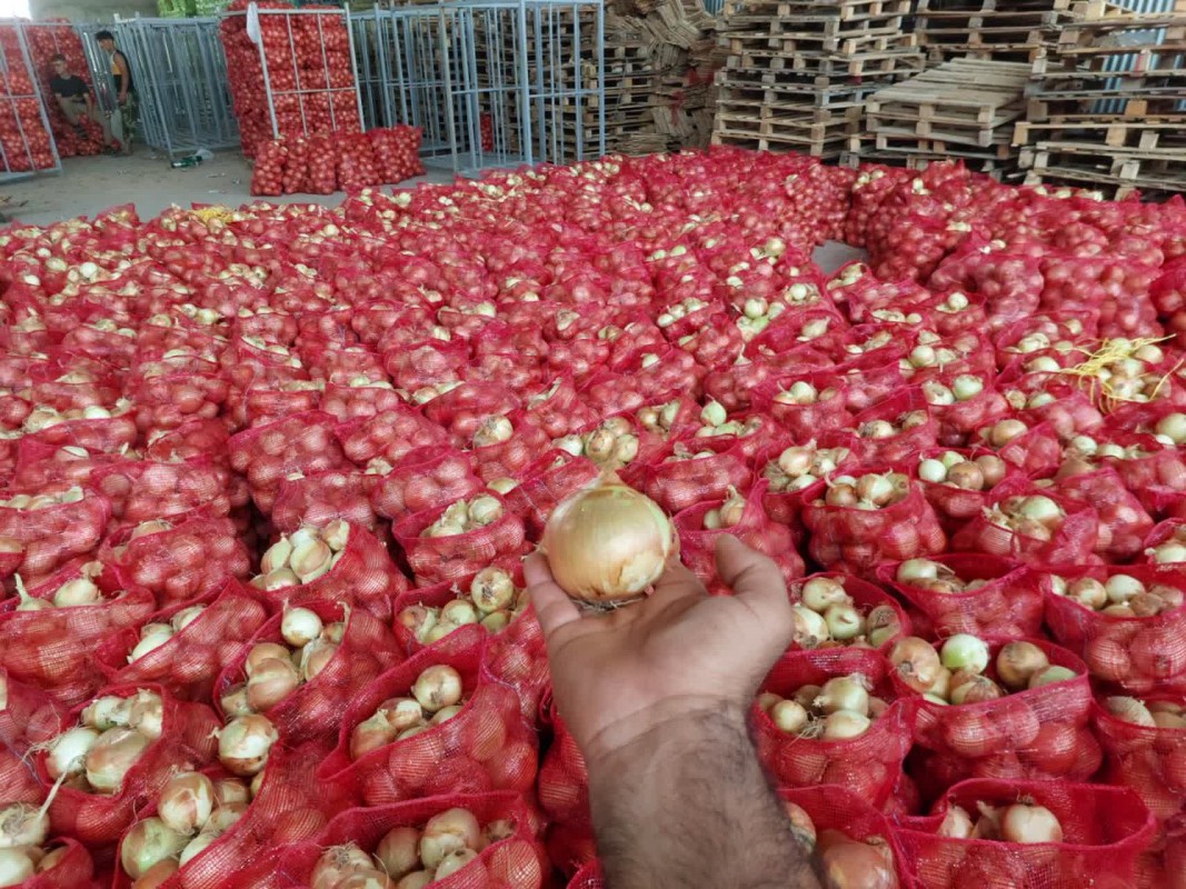 Yellow Onions from Iran