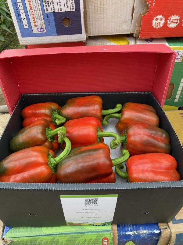 Capsicum from Iran