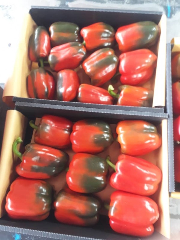 Capsicum from Iran