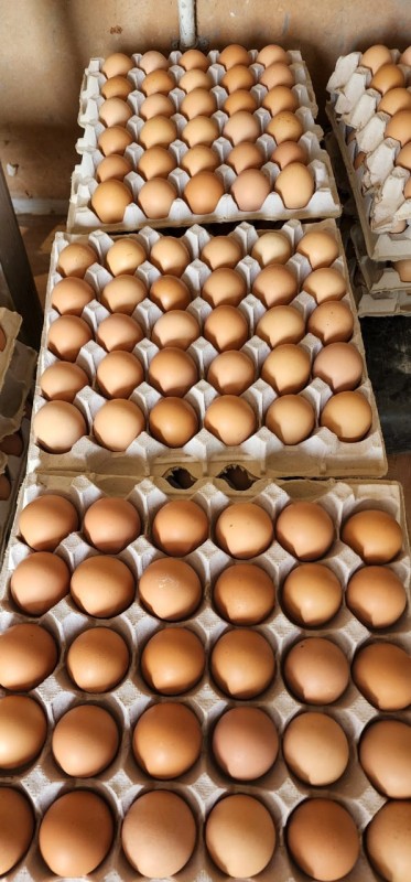 Brow Eggs from Jamaica