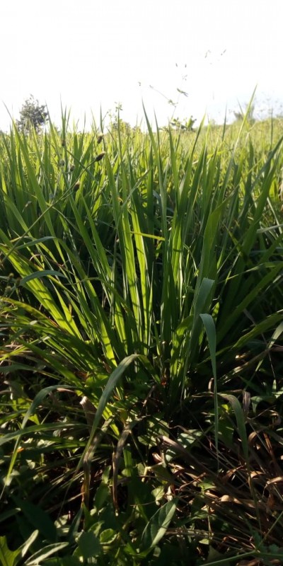 Lemon grass from Kenya