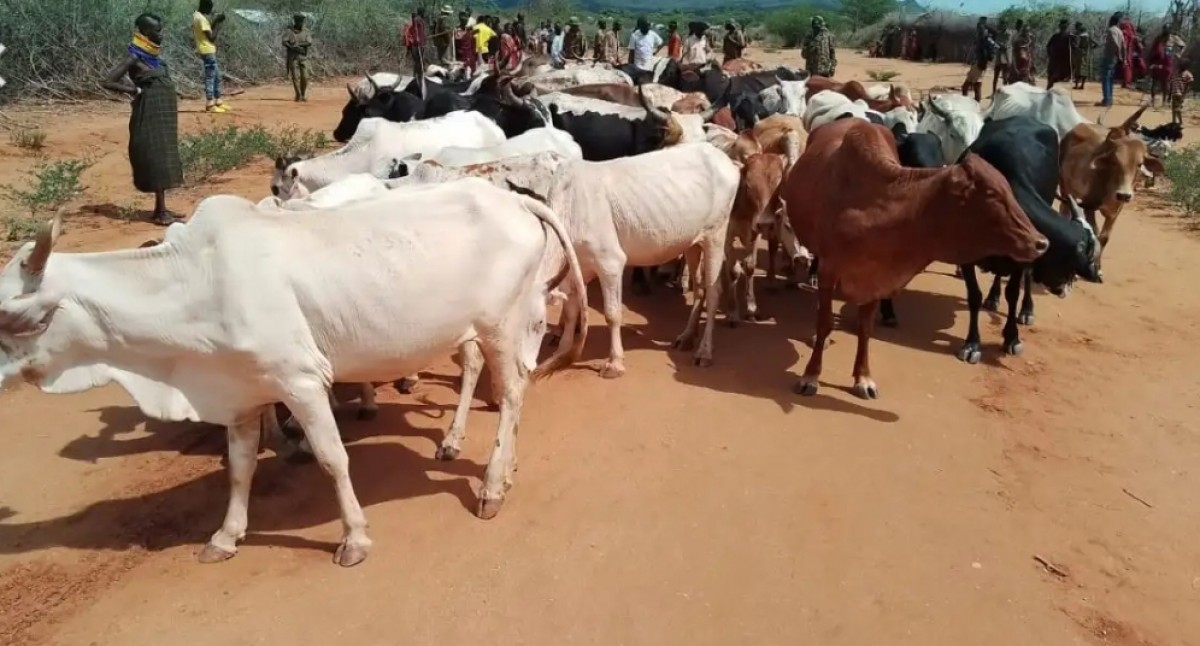 LIVE CATTLE FROM TURKANA COUNTY from Kenya